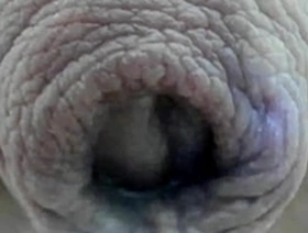 Cock